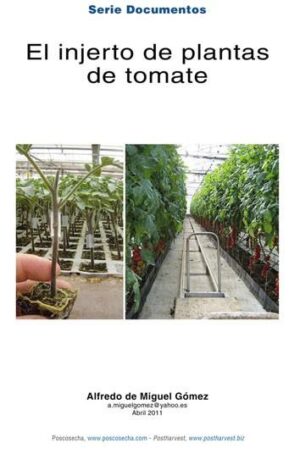 El injerto de plantas de tomate