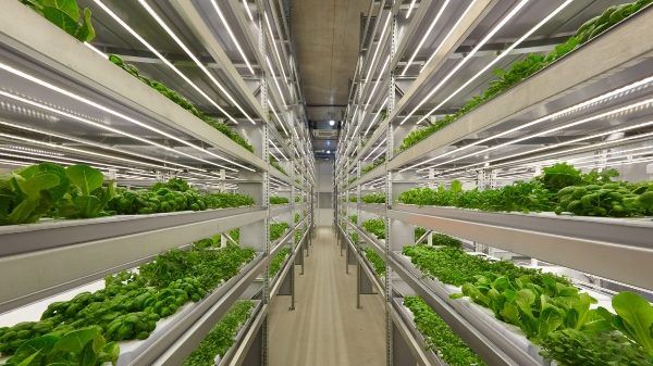 International Vertical Farming and New Food Systems Conference and Exhibition