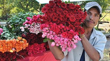 Tapping Into Mexico’s Ornamental Horticulture Industry
